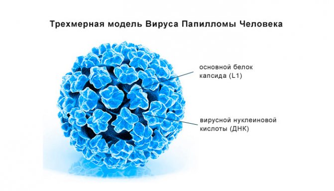 Вирус папилломы человека у женщин в гинекологии фото