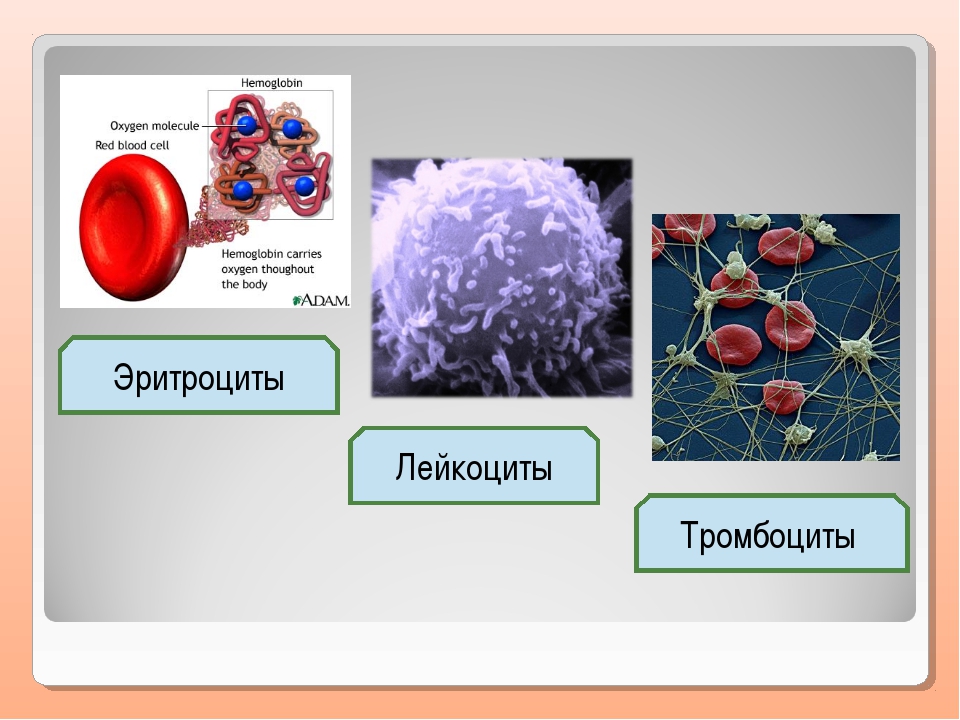 Рисунок лейкоцита человека