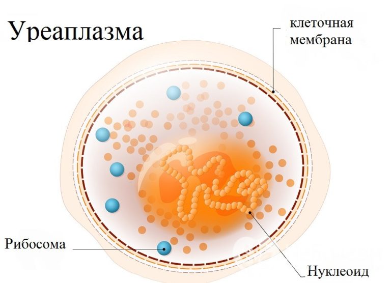 Уреаплазма у мужчин лечение схема