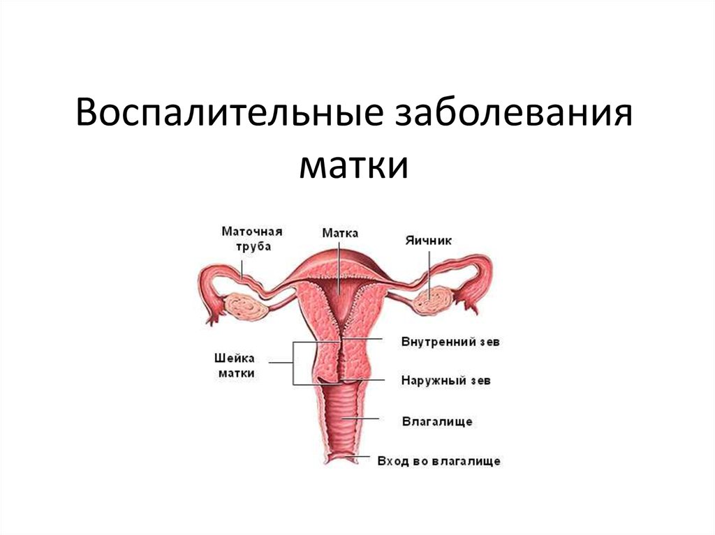 Строение женских органов картинки. Внутреннее строение матки анатомия. Внутреннее строение матки и шейки матки. Анатомия матки внутренний зев.