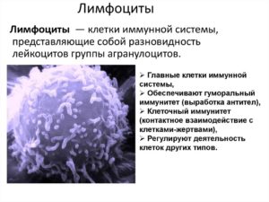 Лимфоциты в анализе крови при вич инфекции thumbnail